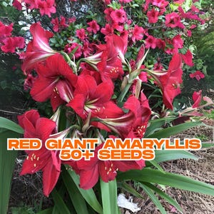 50+ Red Giant Amaryllis Seeds | Hippeastrum | Heirloom Flower Bulb Seeds | Easy Grow | Indoor Outdoor Plant | Stunning Blooms