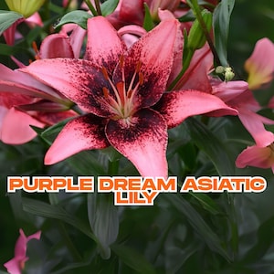 Purple Dream Asiatic Lily | 1 Live Bare Root Bulb | Pink Purple Flower | Early Bloomer | Easy to Grow | Ships from California