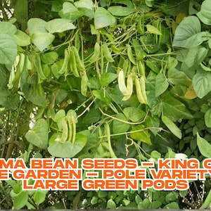 King of the Garden Lima Bean Seeds – Pole Variety, Large Green Pods