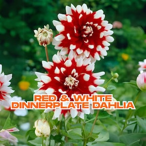 Dahlia Duet | Red & White Dinnerplate Dahlia | 1 Live Bulb Tuber | Large 7-9&quot; Blooms | Ships from California