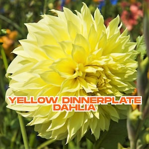 Dahlia Kelvin Floodlight | Yellow Dinnerplate Dahlia | Giant Blooms | 1 Live Flower Bulb Tuber | Ships from California