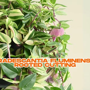 Tradescantia Fluminensis Rooted Cutting | Wandering Jew Plant | Easy Live Houseplant | Fast Grower | Ships Bare Root
