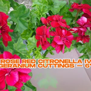 3 Rose Red Citronella Ivy Geranium Cuttings – 6&quot; Live Peltatum Starter Plants | Trailing, Fragrant, Easy to Grow, No Roots