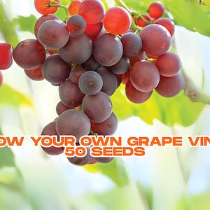 50 Grape Seeds | Grow Your Own Grape Vines | Easy to Plant | Fruit Garden Starter | Non-GMO | Ideal for Home Garden | Fast Shipping USA