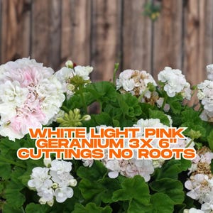 White Light Pink Geranium 3x 6" Cuttings – Fragrant Zonal Plant | No Roots | Drought-Tolerant | Easy Grow, Ships Bare Root