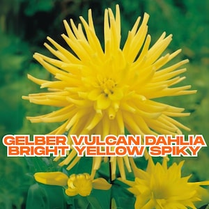 Gelber Vulcan Dahlia Bulb | 1 Live Tuber | Bright Yellow Spiky Blooms | Summer to Fall Flower | Cut Flower | Ships from CA