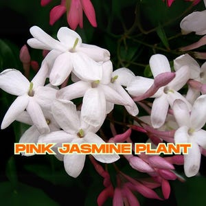 Pink Jasmine Plant – 1 Live 6” Vine | Fragrant Jasminum Polyanthum | Bare Root | Indoor Outdoor | Ships from California