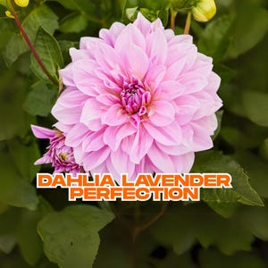 Dahlia Lavender Perfection | Purple Dinnerplate Flower Bulb | Big 8–10&quot; Blooms | Cut Flower | Ships from California