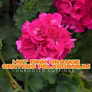 Hot Pink Zonal Geranium Cutting – 6&quot; Live Plant, Orange Center Bloom, Pelargonium hortorum, Vibrant Flower, Easy to Propagate