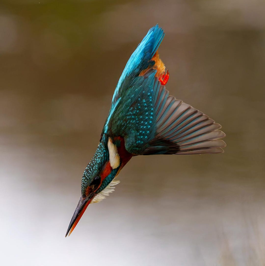 Kingfisher