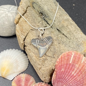 Bull Shark Tooth Necklace: Sterling Silver Chain, Coastal Jewelry