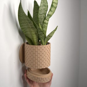 May include: A beige, textured wall-mounted planter with a removable base, holding a snake plant. The planter has a geometric pattern and is attached to the wall. The snake plant has long, green leaves with lighter green stripes.