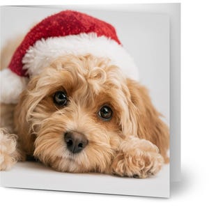 May include: A greeting card featuring a close-up of a fluffy, light brown puppy with large dark eyes and a black nose. The puppy is wearing a bright red and white plush Santa hat that sits low over its forehead, resting against a plain background.