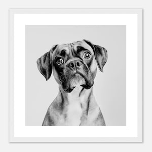 Adorable Boxer Dog Portrait - Black and White Print - Framed, Canvas or Acrylic Print