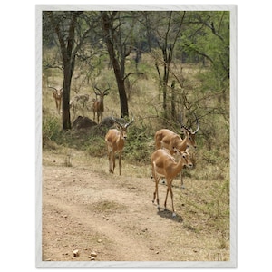 Poster incorniciato di impala ugandese - Splendida arte della fauna selvatica della foresta - Decorazione perfetta per la casa