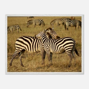 Zebra Love gerahmtes Poster - Gelassene afrikanische Savannenkunst - Perfekt für Wildtierliebhaber und Wohnkultur