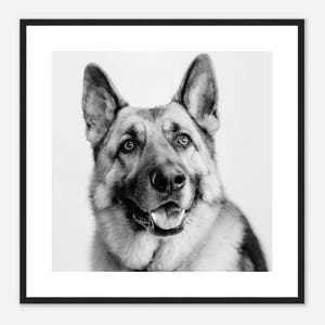 Klassiek portret Duitse herder - Muurkunst voor hondenliefhebbers - Hondenliefhebber cadeau - Ingelijste print, canvas of acryldruk