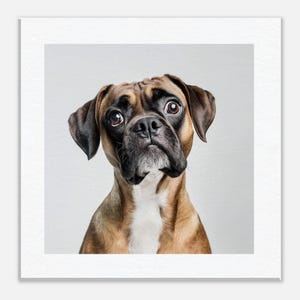 Charming Boxer Dog Portrait - Choose from Framed, Canvas or Acrylic Print
