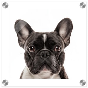 Charming French Bulldog Portrait - Choose from Framed, Canvas or Acrylic Print