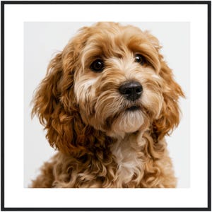 Peut inclure: Un portrait d'un chien brun doré aux poils bouclés, aux oreilles tombantes et aux yeux brun foncé. Le chien a une tache de poils blancs sur la poitrine et un museau noir, vu de la tête aux épaules sur un fond uni de couleur claire.