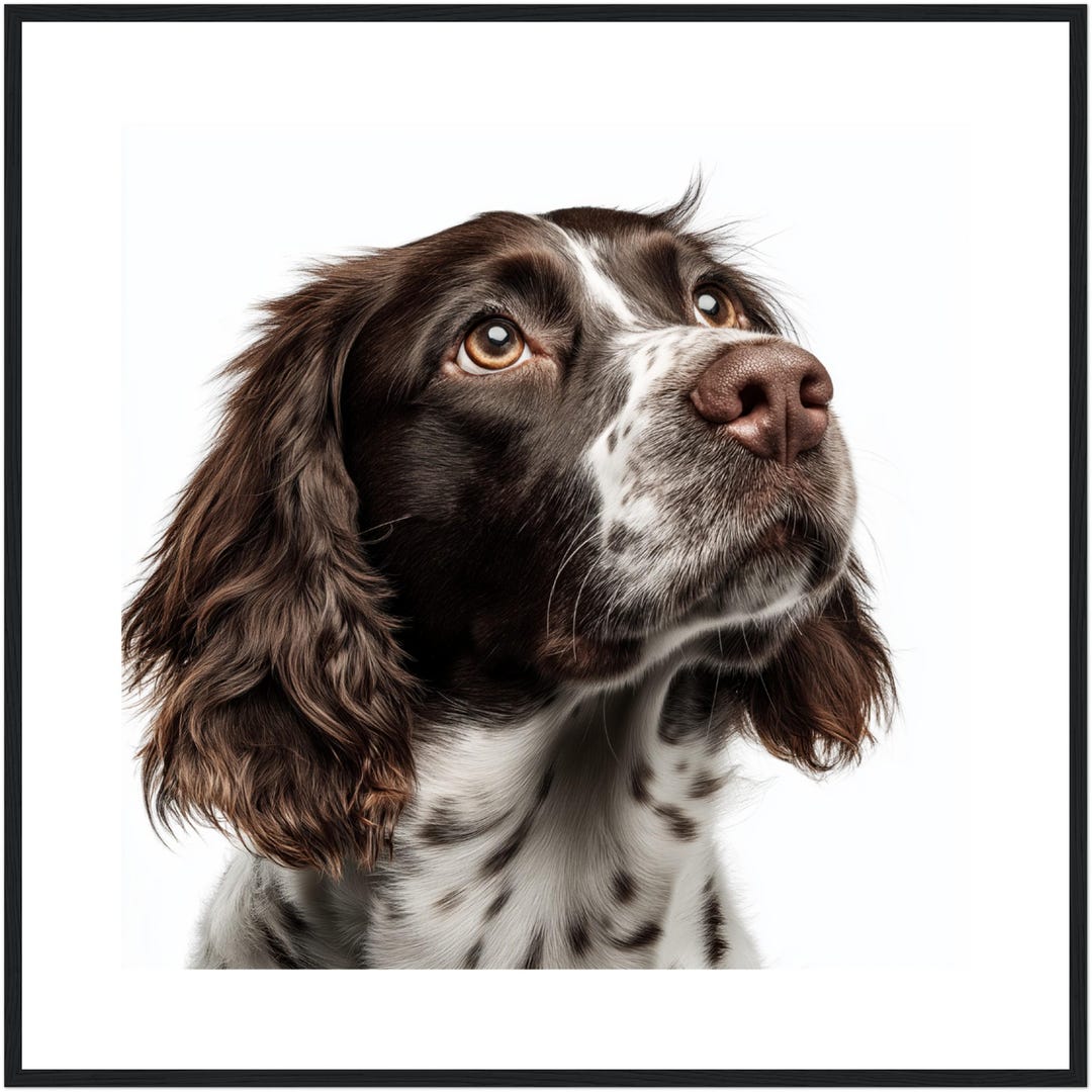 Springer Spaniel Wall Art Print - Choose From Framed, Canvas or Acrylic ...