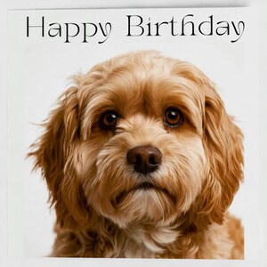 May include: A square greeting card featuring the text Happy Birthday in black serif font at the top. Below the text is a high-resolution portrait of a golden-brown dog with floppy ears, dark brown eyes, and a dark nose, set against a white background.