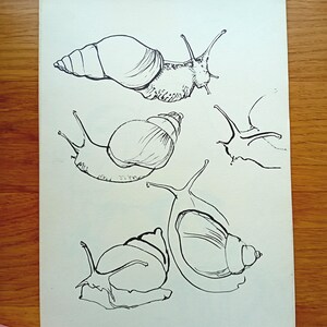 Schizzi originali di lumache a inchiostro - Disegno lineare ispirato alla natura, illustrazione minimalista di lumache, arte murale di storia naturale, stampa A4