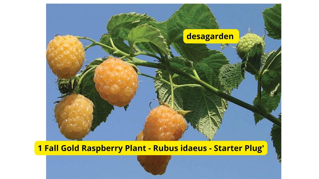 Golden Fall Raspberry Perennial 1 Fall Gold Raspberry Plant - Rubus Idaeus - Starter Plug - Etsy