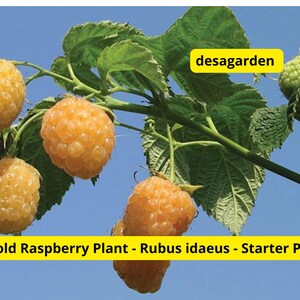 May include: Close-up of a raspberry plant with ripe, golden-yellow berries hanging from green leaves and stems. The text "desagarden" is in a yellow box. The text "1 Fall Gold Raspberry Plant - Rubus idaeus - Starter Plug" is in a yellow box.