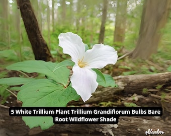 5 White Trillium Plants – Trillium grandiflorum Bare Root Bulbs | Native Wildflower for Shade Garden – USA Grown & Shipped