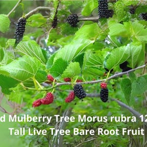 1 Red Mulberry Tree – Morus rubra Live Plant 12–24in | Bare Root Edible Fruit Tree Starter | USA Native Tree – Ships from U.S. Nursery