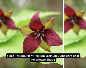 5 Red Trillium Bare Root Bulbs – Trillium Erectum – Native Shade Wildflower – Woodland Garden Plant – USA Grown Perennial