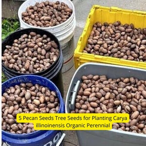 5 Organic Pecan Tree Seeds - USA Grown Carya illinoinensis