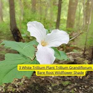 3 White Trillium Plants – Trillium grandiflorum Bare Root Bulbs | Native Wildflower for Shade Garden – USA Grown & Shipped