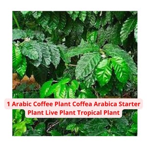 1 Arabic Coffee Plant – Coffea arabica Live Starter Plant | Tropical Houseplant & Indoor Patio Plant – Ships from USA