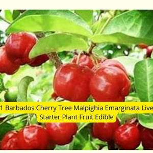 1 Barbados Cherry Tree – Malpighia emarginata Live Starter Plant | Edible Tropical Fruit Tree for Garden or Patio – Ships from USA