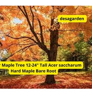 May include: A Sugar Maple tree with vibrant orange and yellow leaves. The tree is 12-24 inches tall, with the text "1 Sugar Maple Tree 12-24" Tall Acer saccharum Hard Maple Bare Root" and the word "desagarden".