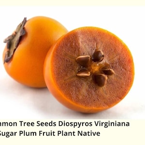 10 American Persimmon Tree Seeds – Diospyros virginiana | Native Sugar Plum Fruit Seeds | Grow Edible Fruit Tree – Ships from USA