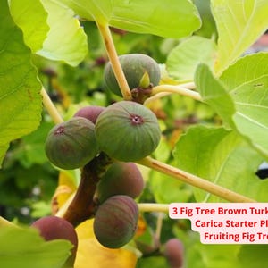3 Brown Turkey Fig Tree Starter Plants – Ficus carica | Live Bare Root Fruiting Fig Tree | Easy Grow Edible Plant – Ships from USA
