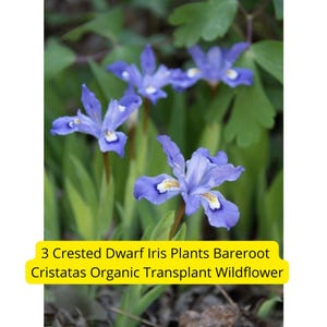May include: Image of three Crested Dwarf Iris plants with vibrant blue petals and yellow accents. The flowers are surrounded by green foliage. The text on the image reads: "3 Crested Dwarf Iris Plants Barefoot Cristatas Organic Transplant Wildflower."