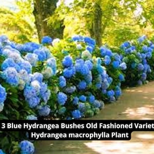 3 Blue Hydrangea Live Plant – Hydrangea macrophylla | Old-Fashioned Variety Bush for Garden or Container | Ships from USA Nursery