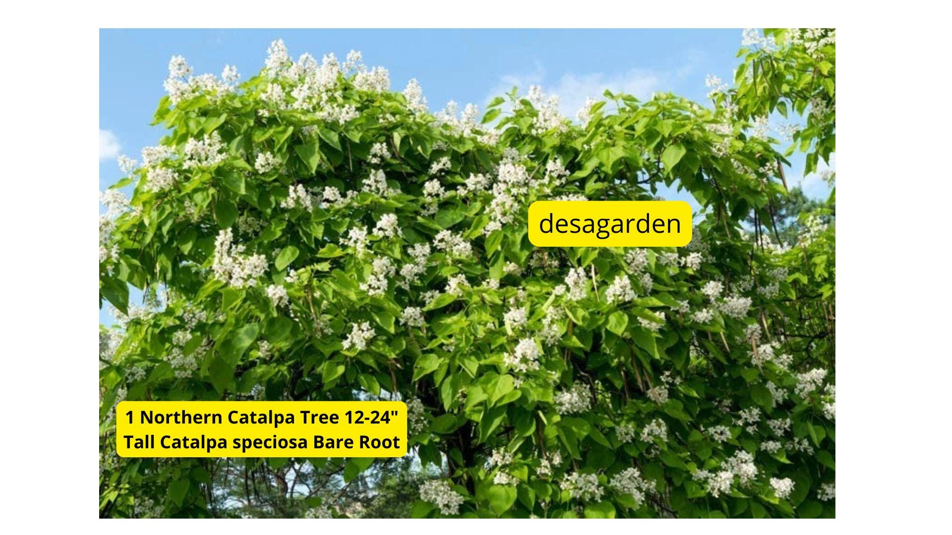 1 Northern Catalpa Tree 12-24