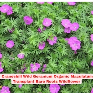 5 Cranesbill Wild Geranium Plants – Geranium maculatum | Bare Root Organic Wildflower Transplants | Native Shade Plant