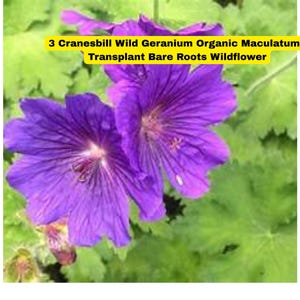 3 Cranesbill Wild Geranium Plants – Geranium maculatum | Bare Root Organic Wildflower Transplants | Native Shade Plant – Ships from USA