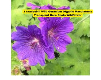 3 Cranesbill Wild Geranium Plants – Geranium maculatum | Bare Root Organic Wildflower Transplants | Native Shade Plant – Ships from USA