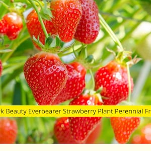 10 Ozark Beauty Strawberry Plants – Everbearer Perennial Fruit | Bare Root Live Plants for Garden or Containers – Ships from USA