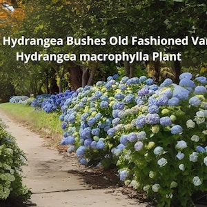 1 Blue Hydrangea Live Plant – Hydrangea macrophylla | Old-Fashioned Variety Bush for Garden or Container | Ships from USA Nursery