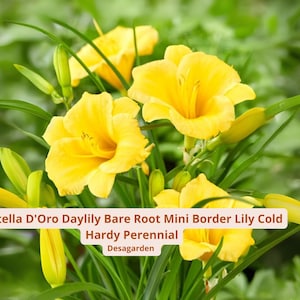 May include: Close-up of vibrant yellow Stella D'Oro daylilies with green foliage. The image includes text: "5 Stella D'Oro Daylily Bare Root Mini Border Lily Cold Hardy Perennial" and "Desagarden".