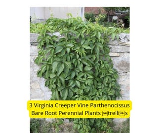 10 Virginia Creeper Bare Root Vines: Fast-Growing Red Fall Foliage