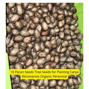Organic Pecan Tree Seeds: USA-Grown Carya illinoinensis